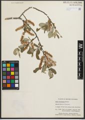 Foto von Salix sitchensis Sanson ex Bong.